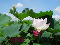 Plant Flowers Lotus