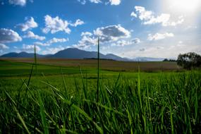 Grass Plants Blades Of