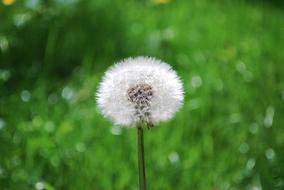 Dandelion Nature Plant