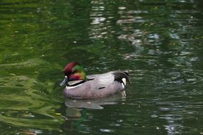 Waters Nature Puddle