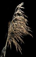 Reed Blade Of Grass Lighting