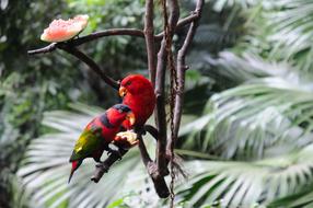 Nature Tropical Tree