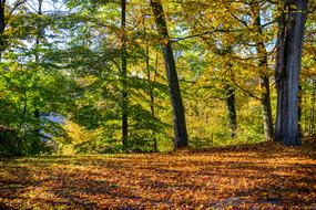the autumn forest is magnificent
