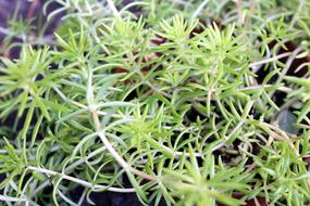 Rozchodnik Ościsty Sedum Perennial