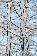 white snow on a tree