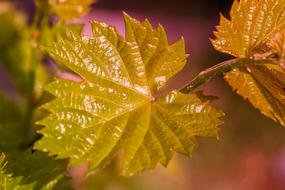 Wine Leaf