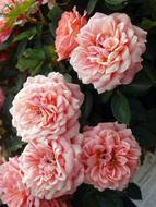 Flower Rose Flora