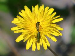 Green Beetle Insects Mating Insect