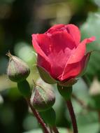 Flower Nature Rosa