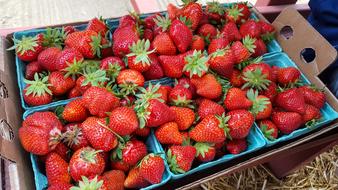 fresh strawberries in a box