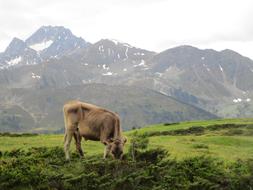 Nature Mountain Landscape