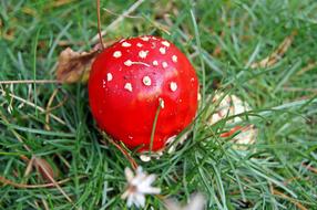 Fly Agaric Red Meadow