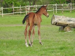 a little horse on the green grass
