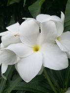 Plant Nature Tropical