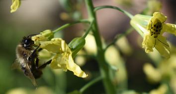 Flower Pollen Broccoli
