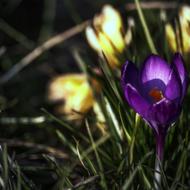 Crocus Blossom Bloom