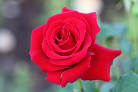 an open rosebud