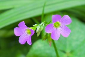 Shamrock Hong Kong Clover Wild
