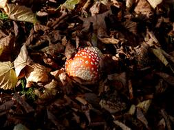 Fly Agaric Leaves Toxic Red
