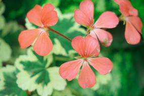 Days Bamboo Kwai Plant Tree