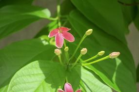 So That The Gentleman Plant Tree