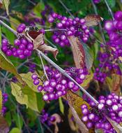 Callicarpabodinieri Bodinia