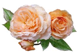 Roses Apricot Leaves