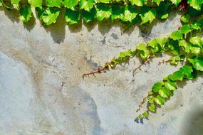 Vine Plant Desktop