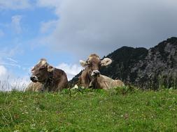 Nature Austria Ruminant