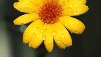 Nature Flower Summer