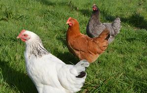 Laying Hens White Hen Sussex Red
