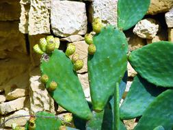 Cactus Plant Thorny