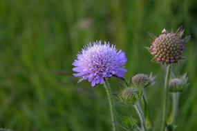 Nature Flower Plant