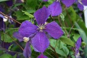 Flower Nature Plant