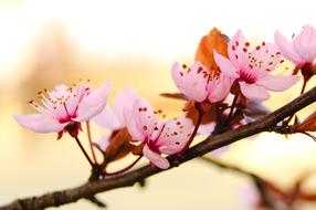 Flower Nature Branch