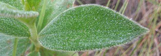 Leaf Dew Flora