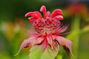 red flower cute