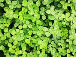 Nature Wallpaper Spring