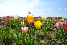 Tulips Tulip Field Tulpenbluete