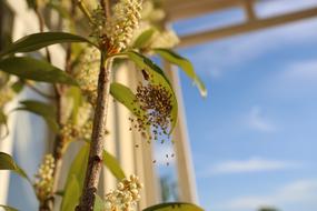 Baby Spiders Nature Plant