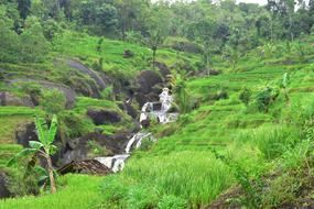 Rice Fields Nature Landscape