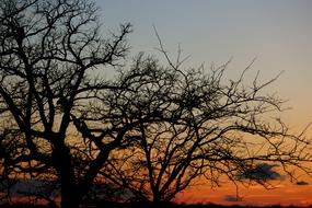 Sunset Trees at Shadow view