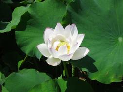 Plant Lotus Leaf