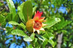 Pomegranate Flower Fruit