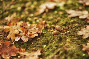 Autumn Leaf Nature