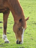 Animals Farm Mammals Pasture