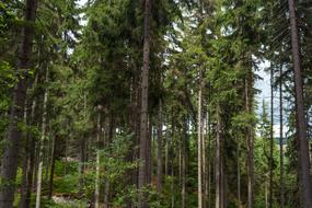 Nature Tree Landscape