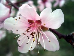 magnificent sakura on a branch
