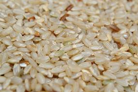 dried rice grains