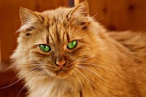 fluffy red cat with green eyes